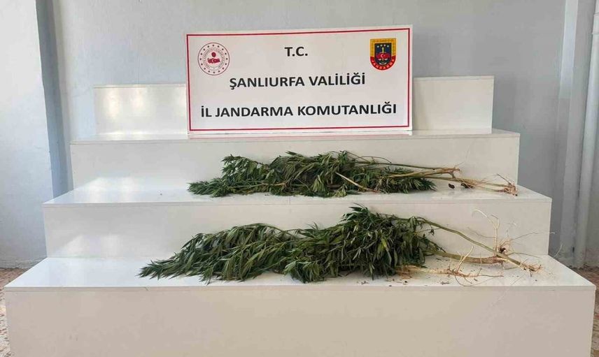 Şanlıurfa'da eş zamanlı kenevir operasyonu: 2 gözaltı, 24 kök ele geçirildi