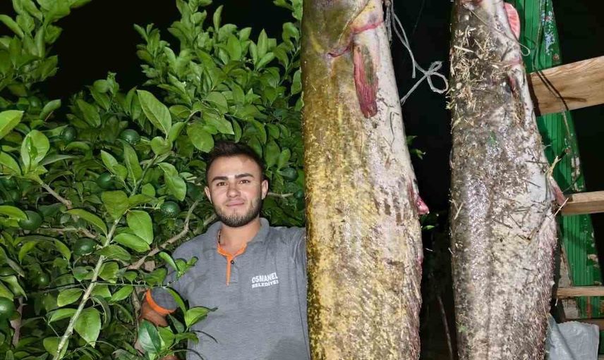 Sakarya'da oltasına 34 kiloluk yayın takılan amatör balıkçı ilgi odağı oldu