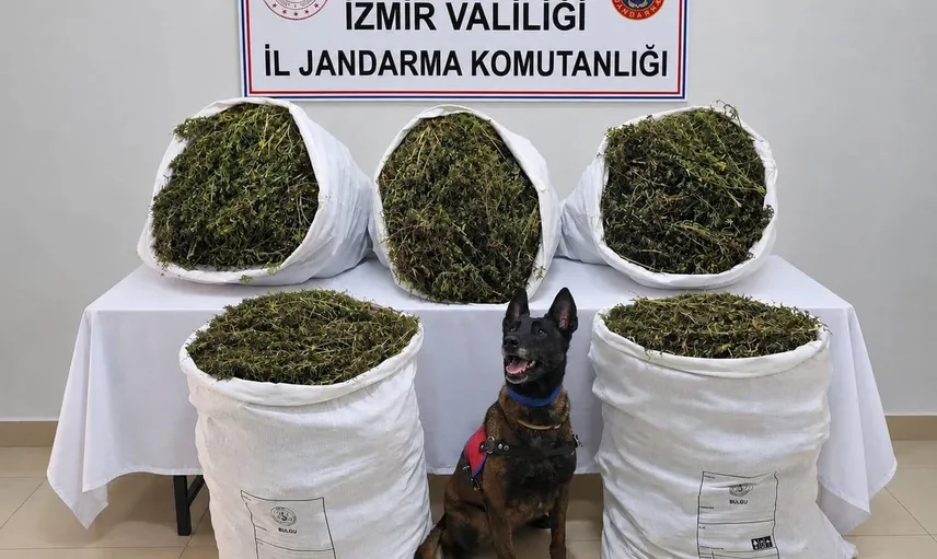 Tire'de kırsal alanda jandarma baskını: 54 kilo 800 gram kubar esrar ele geçirildi