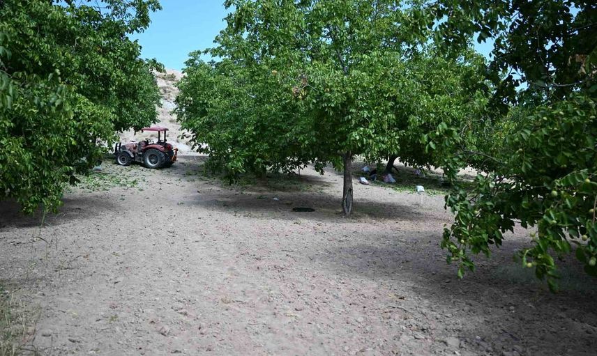 Kahramanmaraş'ta Çağlayancerit öncülüğünde ceviz hasadı başladı