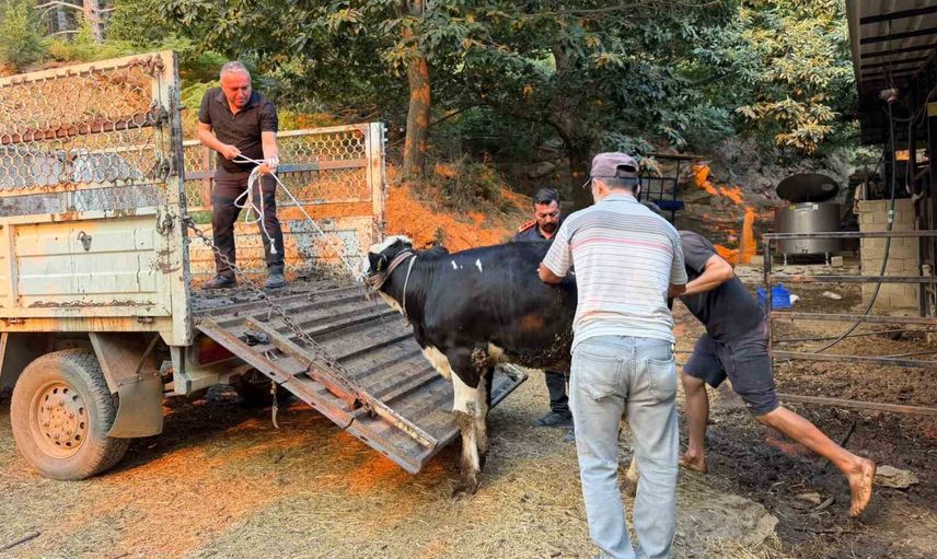 Çine'de yangında hayvanlarıyla mahsur kalan Şennur teyzenin yardımına Aydın Büyükşehir eli uzattı