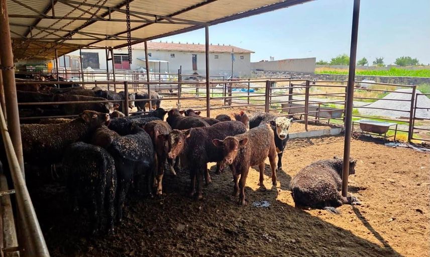 Afyonkarahisar’da ithal besilik sığırlarda sağlık ve verim odaklı denetim