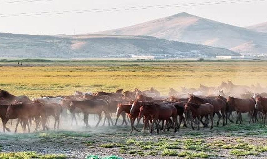 Erciyes'in gölgesinde gün batımında yılkıların masalsı koşusu