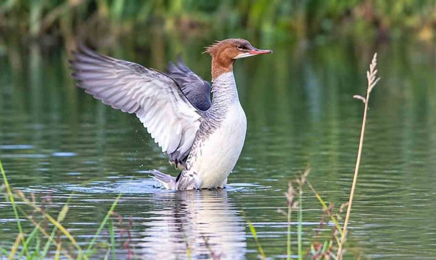 Ezine Çayı'nda nadir saz horozu görüntüsü kayıt altına alındı