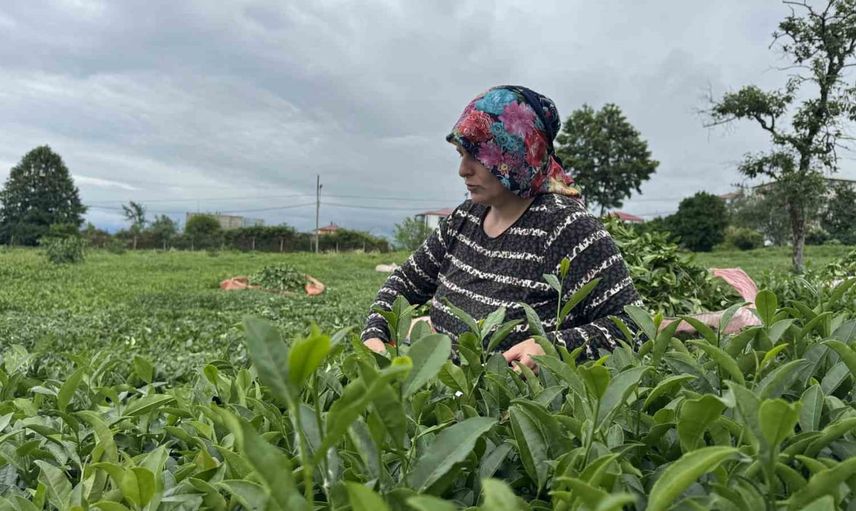 Çay fabrikalarında ikinci sürgün yoğunluğu: 169 bin ton yaş çay alımı sürüyor