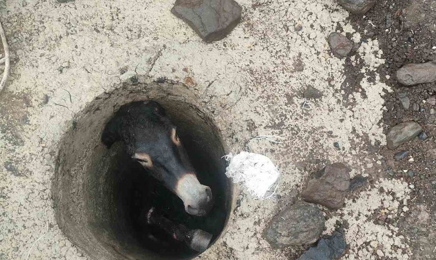 Bahçecik'te kuyudan kurtarılan eşek sahibine teslim edildi