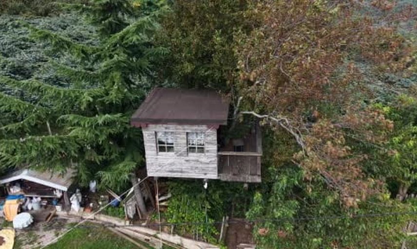Meşe ağacının tepesine kurulan 16 metrekarelik hayal evi