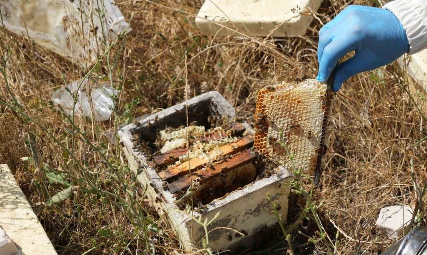 Kastamonu'da ilkbahar yağışları verimi düşürdü, arıcılar 200 tona yakın bal topladı
