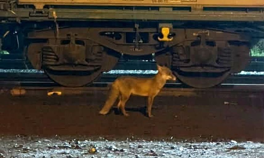 Muratlı'da istasyon çevresinde tilki görülmesi mahallede dikkat çekti