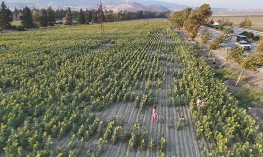 Gün batımında fotoğraf stüdyosuna dönen Ovakent ayçiçek tarlası