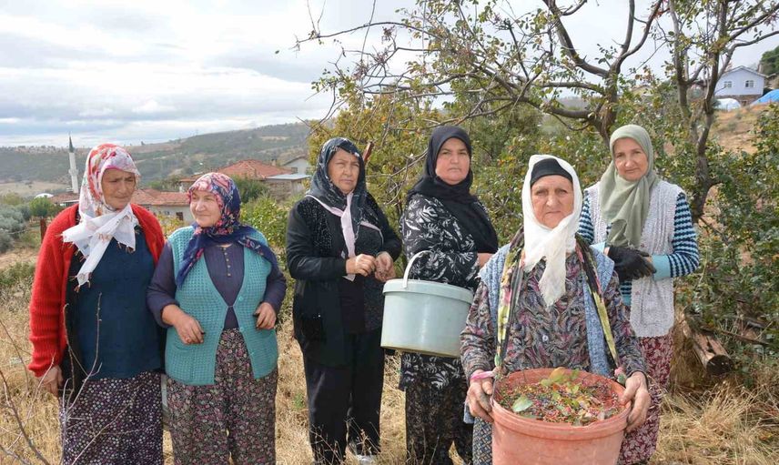 Dağların kırmızı bereketi: Demirci kadınlarının çitlembik emeği