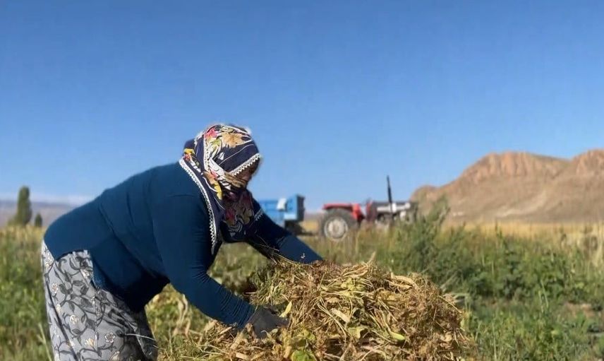Çayırlı'da tarladan sofraya: beyaz kuru fasulye hasadı başladı