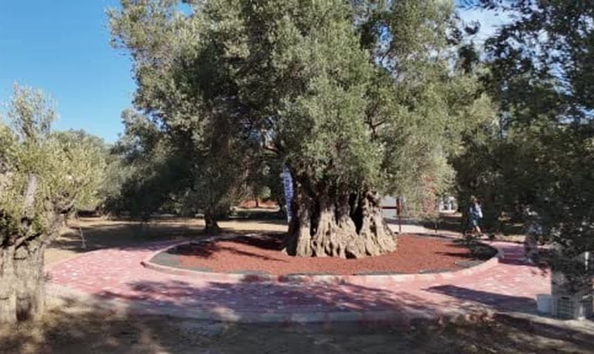 Bin yıllık ağacın meyvesi aynı gün tadımda