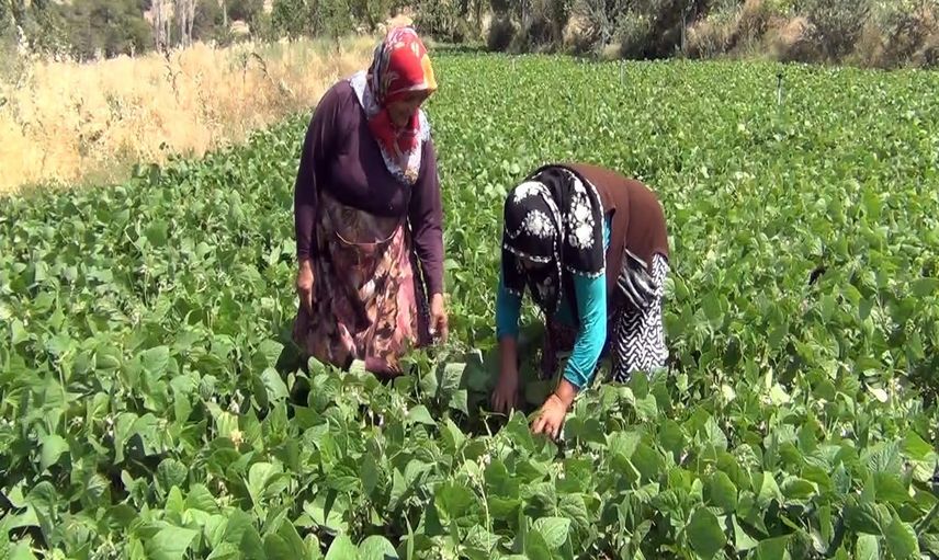 Köyden tezgaha: Mecitözü'nün aracısız üretim geleneği