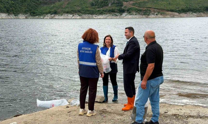 Ayvacık'ta su kaynaklarına 250 bin yavru sazan takviyesi