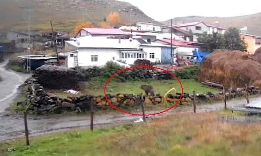 Gündüz vakti Ölçek köyünde görülen bozayı köy sakinlerini tedirgin etti