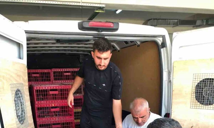 Çelikhan'da ailelerin kazancına 440 tavuk ve horoz desteği