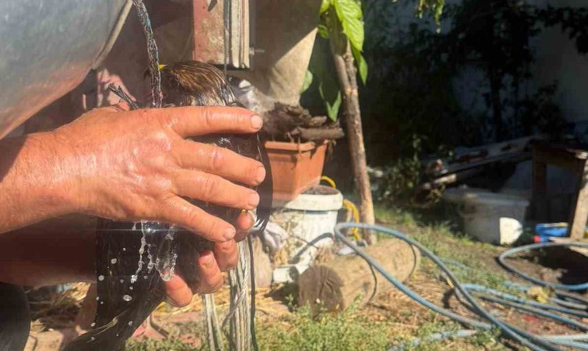 Muhtarın müdahalesiyle sıcak asfaldan kurtarılan şahin doğaya salındı