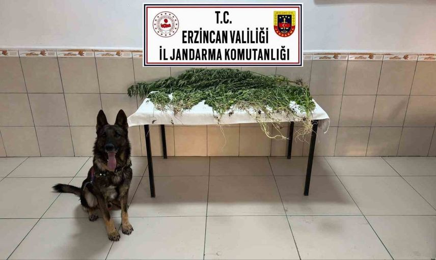 Üzümlü'de jandarmanın operasyonunda 227 kök kenevir ele geçirildi