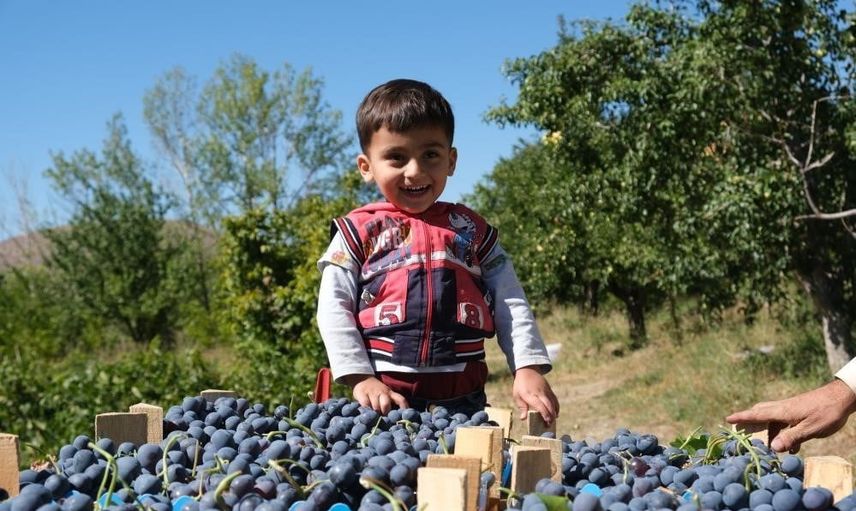 Erzincan'ın siyah incisi Cimin üzümünde hasat hareketliliği