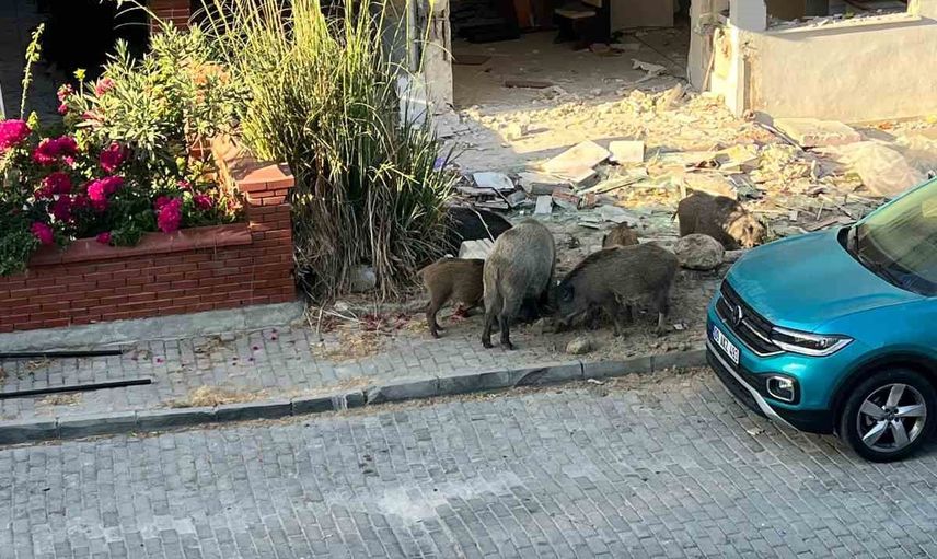 Kışın şehirle buluşması: Kuşadası'nda yaban domuzları yerleşime girdi