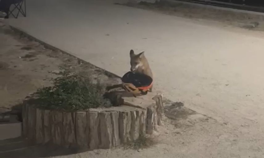 Edirne'de yavru tilkinin kask kaçamağı