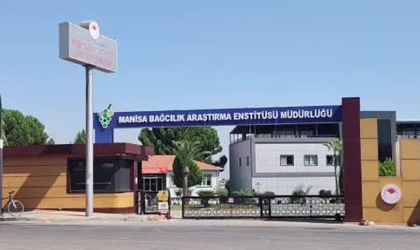 Çilek tadında üzüm Manisa enstitüsünde ilgi topluyor