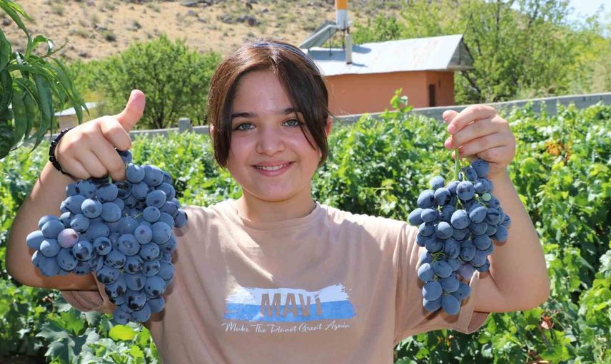 Cimin üzümünde hasat heyecanı başladı, bağlar emeğin karşılığını veriyor