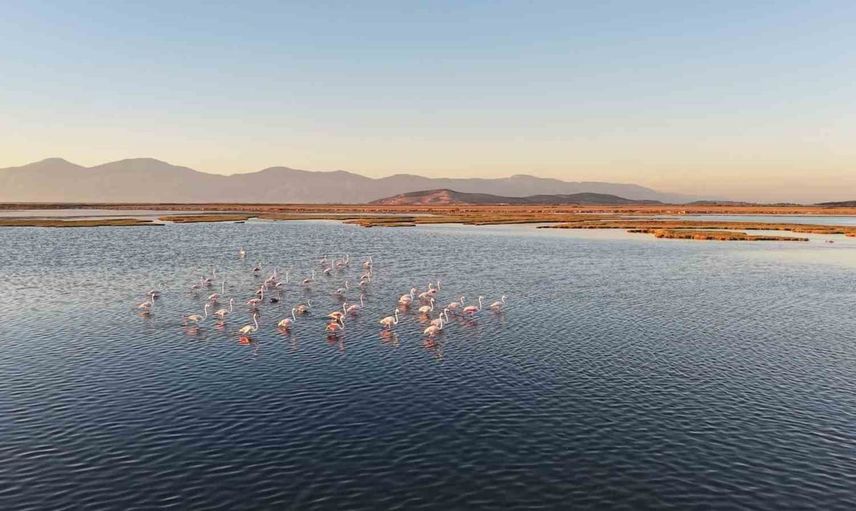kuş cennetinde ağ izleri: Didim’de kaçak avcılık iddiası