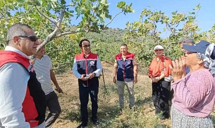 Yenipazar’da dağ eteklerinde antepfıstığı sezonu açıldı