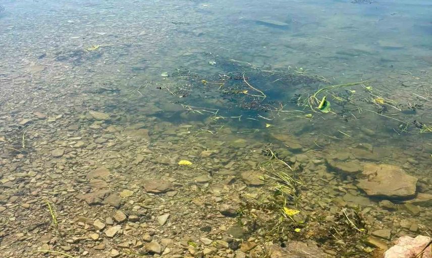 Hatay’ın baraj ve göletleri sazan yavrularıyla güçlendirildi
