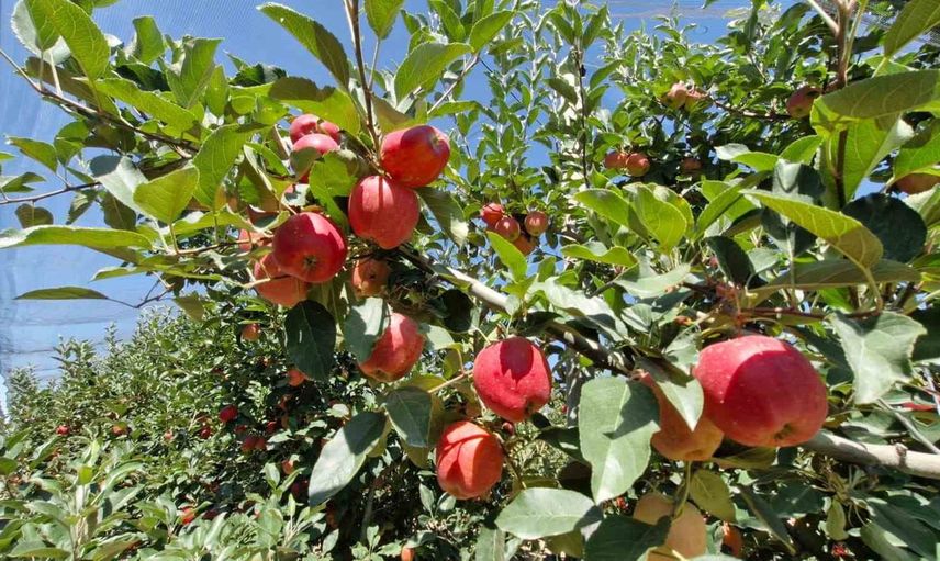 Karaman'da erkenci Gala hasadı başladı, rekolte yüksek