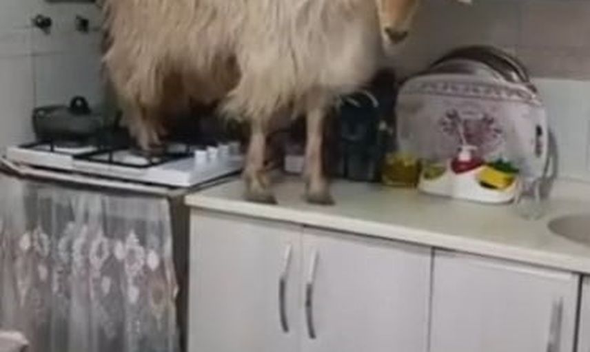 Eve giren keçi mutfağı keşfetti, video sosyal medyada ilgi gördü