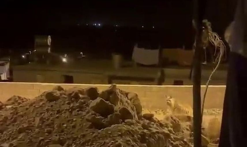 Çizgili sırtlan Gümüşkaya köyü'nde bahçeleri arşınladı