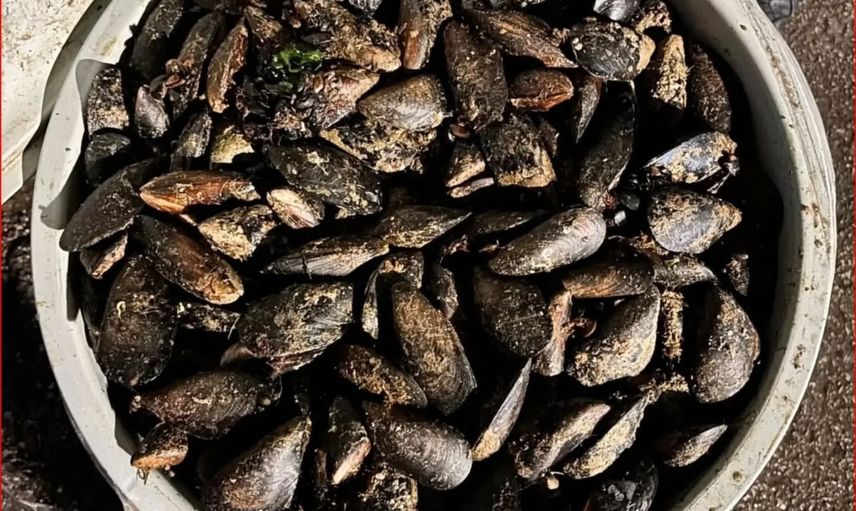 Bolu'da otoyol gişelerinde menşei belirsiz 650 kilo midye imha edildi