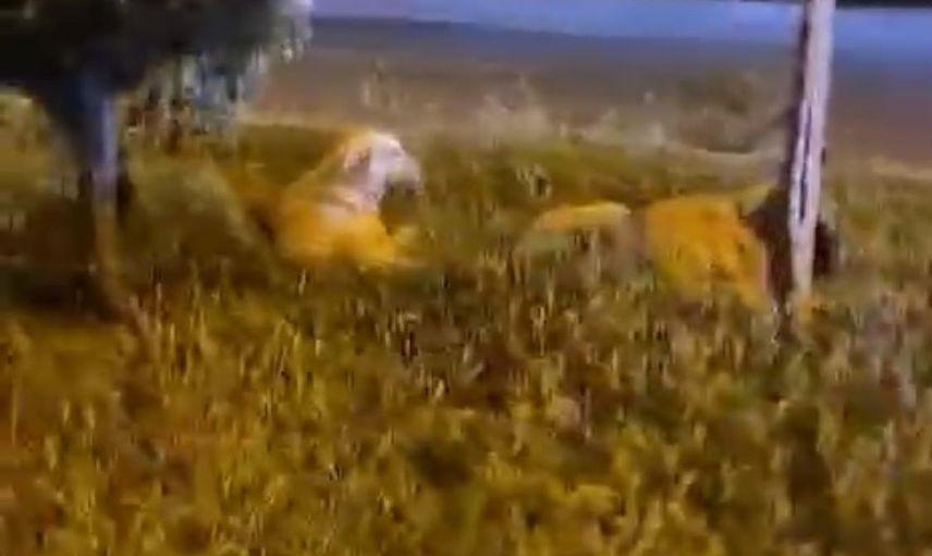 Batman'da 'köpekler saldırmıyor' diyen koşucunun videosu ters tepti
