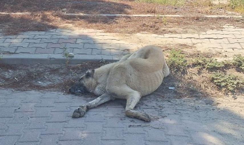 Sarayköy'de şüpheli yemlerin sokak hayvanlarını zehirlediği iddiası
