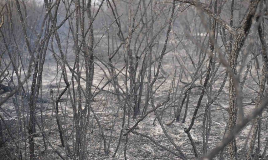 Hanlıyenice'de anız yangını, kaplumbağalar ve yaban hayatı etkilendi