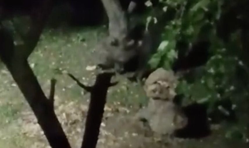 Bahçede elma ziyafeti çeken ayıya ev sahibinin tebessüm ettiren sözleri