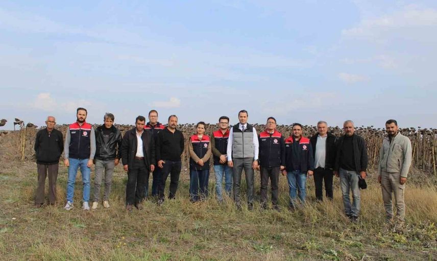 Selim'de tarım çeşitleniyor: 80 dönümlük ayçiçeği tarlasında hasat
