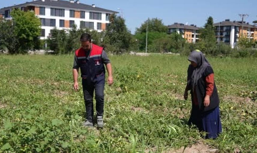 Ata tohumundan yetişen yerli karpuzlar Düzce'de ihtiyaç sahiplerine dağıtıldı