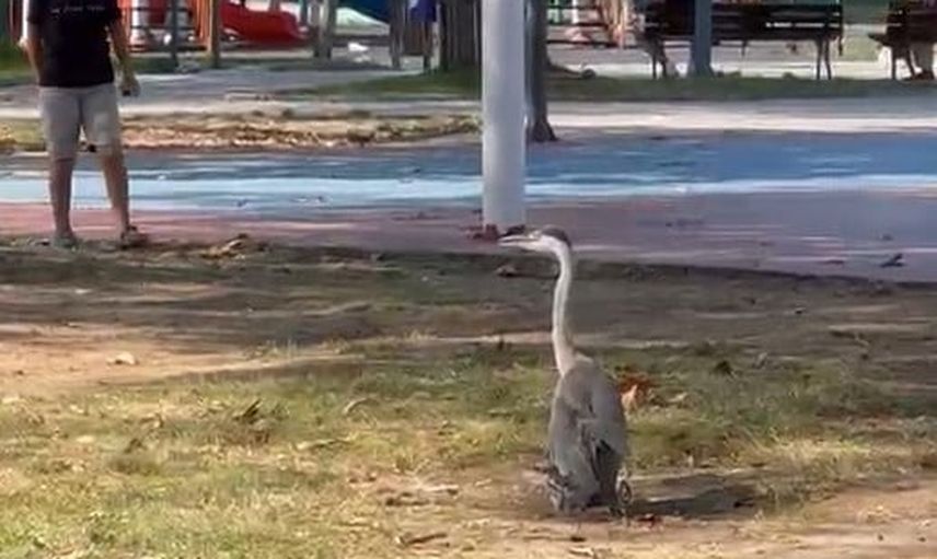 Sinop parkında misafir balıkçıl, vatandaşların ilgisini topladı
