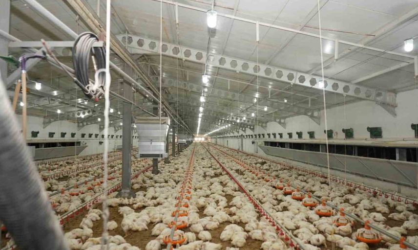 Üzümlü'de çiftlik turu: broiler üretim süreçleri değerlendirildi