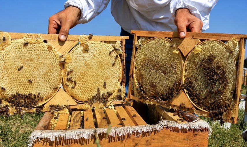 Ağrı yaylalarında geven zenginliği: sezon hedefi 357 ton