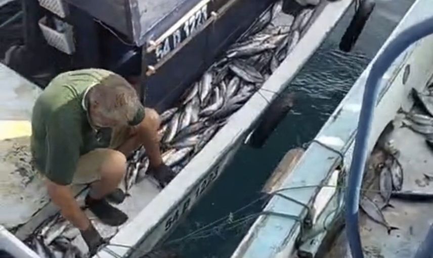 Akçakoca'da deniz palamutla şenlendi: tekneler kasalarla dönüyor