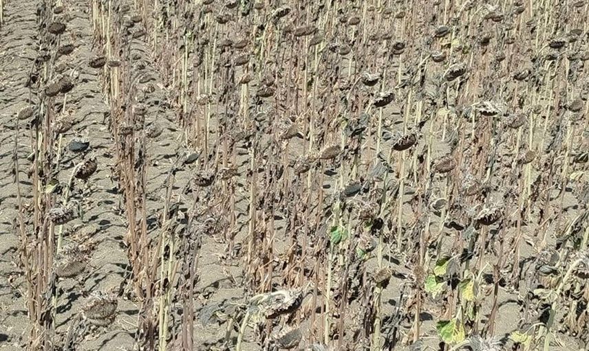 Hayrabolu'da ayçiçeği sezonu başladı, üreticiler tarlalarda mesaiye başladı