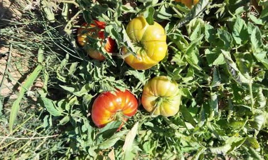 Demirci'nin susuz çeşni domatesi kırsal geliri destekliyor