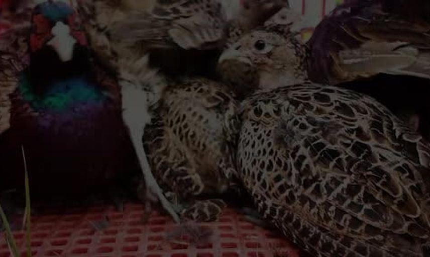Kastamonu’da sülün popülasyonu 900 bireylik salımla güçlendiriliyor