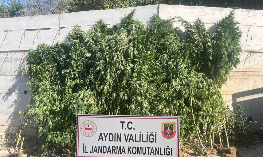 Efeler'de evinde 250 kök kenevir bulunan şüpheli tutuklandı