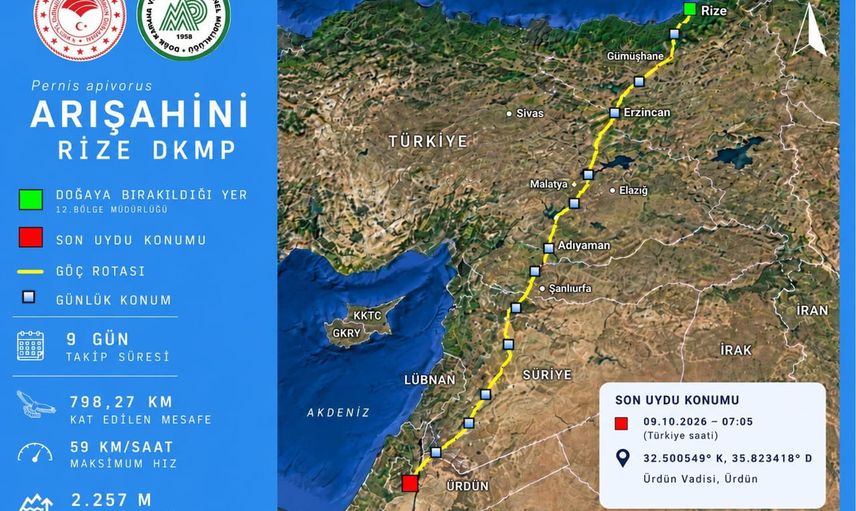 arı şahini 9 günde Rize'den Ürdün'e ulaştı